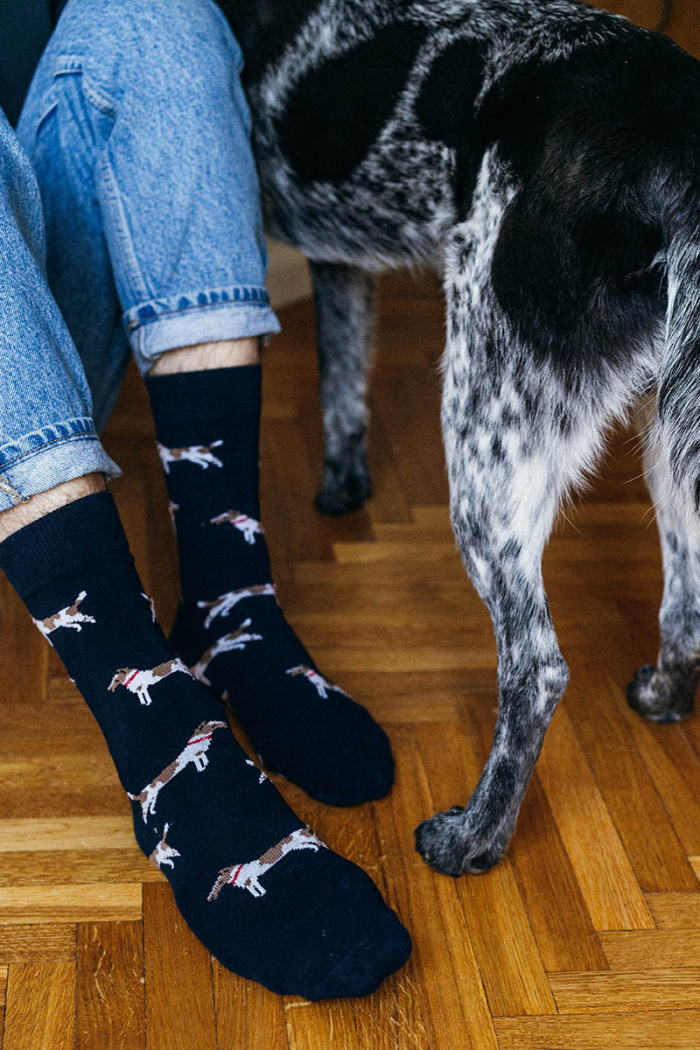 Socks Fox terriers