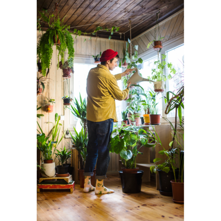 Socks Plants