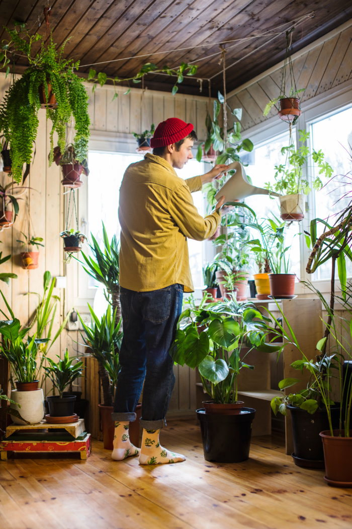 Socks Plants